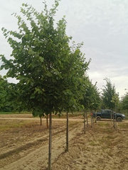 Tilia 'Szent István'