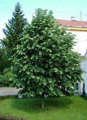 Tilia tomentosa