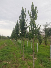 Ulmus 'Columella'