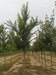Ulmus 'Lobel'