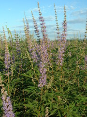 Vitex agnus-castus