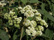 Viburnum bodnantense