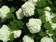 Viburnum opulus 'Roseum'