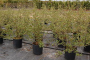 Viburnum 'Pragense'