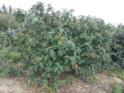 Viburnum rhytidophyllum 'Alleghany'