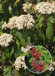 Viburnum rhytidophylloides 'Holland'