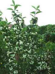 Weigela florida 'Candida'