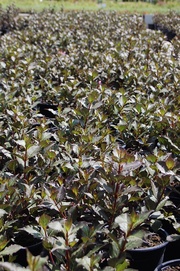 Weigela florida 'Purpurea Nana'