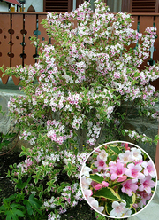 Weigela florida 'Variegata'
