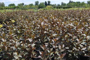 Weigela florida 'Victoria'