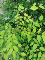 Zelkova serrata