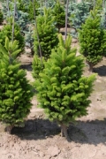 Abies alba 'Pyramidalis'