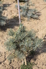 Abies concolor 'Compacta'