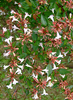 Abelia grandiflora