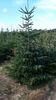 Abies nordmanniana