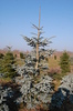 Abies procera 'Glauca'