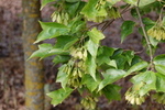 Acer buergerianum