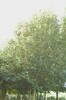Acer campestre 'Elsrijk'