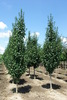 Acer campestre 'Korinthosz'