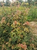 Acer campestre 'Rozi'