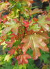 Acer campestre 'Red Shine'