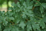 Acer campestre