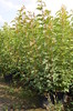 Acer ginnala