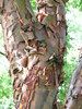 Acer griseum