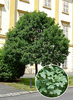 Acer monspessulanum