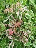 Acer negundo 'Flamingo'