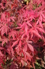 Acer palmatum 'Atropurpureum'
