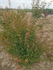 Acer palmatum