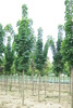 Acer platanoides 'Columnare'