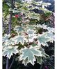 Acer platanoides 'Drummondii'