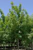 Acer platanoides 'Emerald Queen'