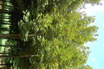 Acer platanoides 'Fairview'