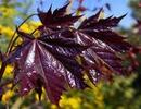Acer platanoides 'Faassen's Black'
