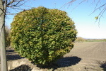 Acer platanoides 'Globosum'
