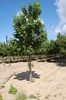 Acer pseudoplatanus