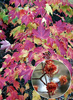 Acer rubrum