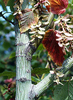 Acer rufinerve