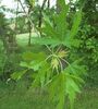 Acer saccharinum 'Wieri'