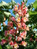 Aesculus carnea 'Briotii'
