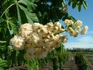 Aesculus hippocastanum 'Baumannii'