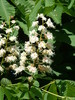 Aesculus hippocastanum