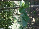 Alnus glutinosa