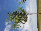 Alnus spaethii