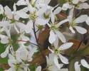 Amelanchier lamarckii