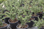Berberis candidula 'Jytte'