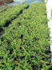 Berberis media 'Parkjuweel'